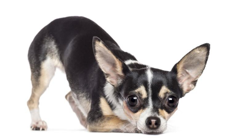 chihuahua-2-years-old-camera-white-backgrou.jpg