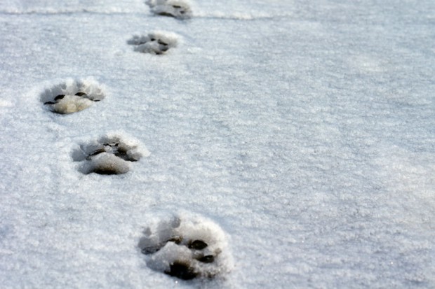 dog-paw-winter.jpg