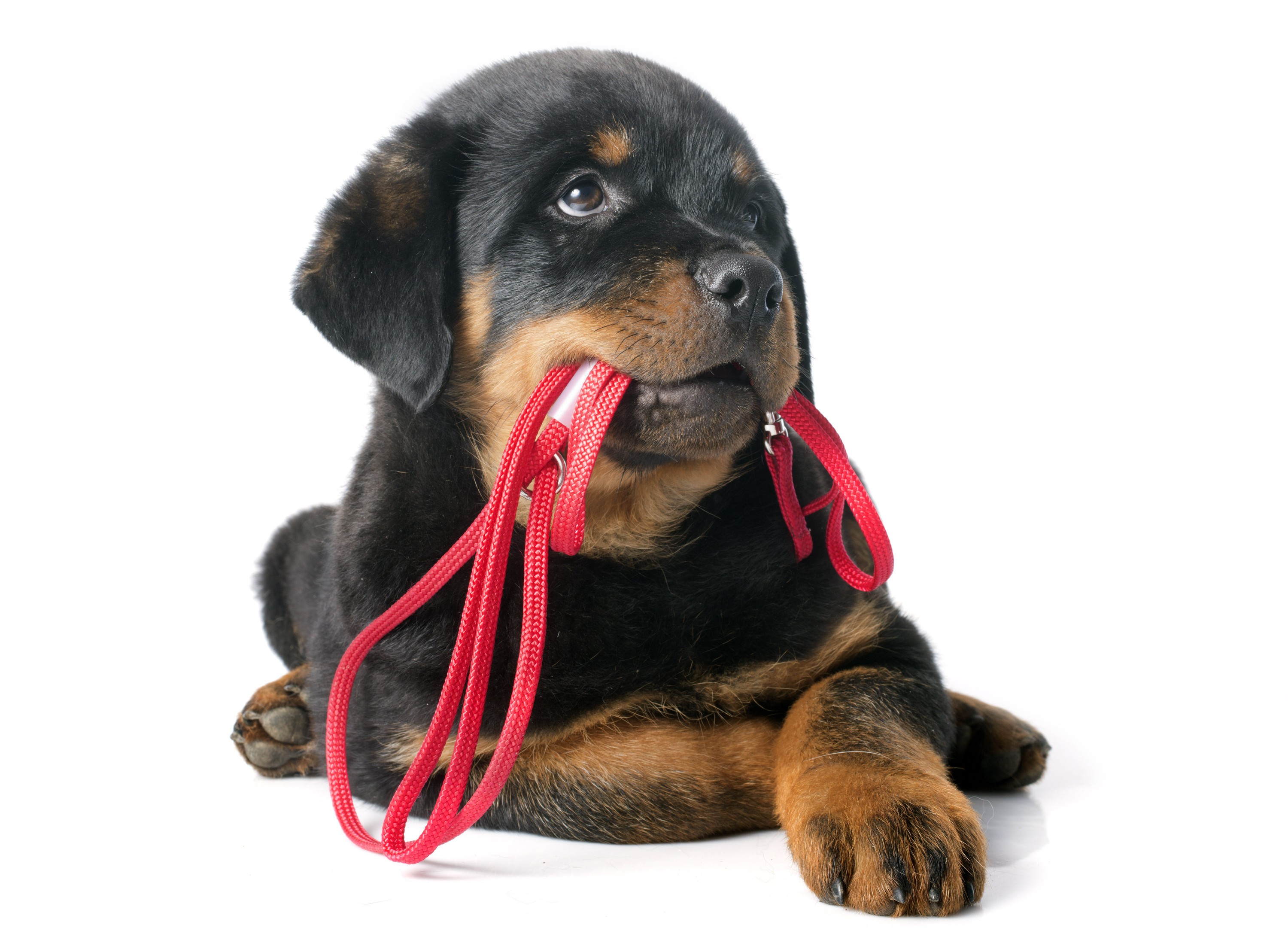 rottie-pup-w-red-leash-canstockphoto16406906.jpg